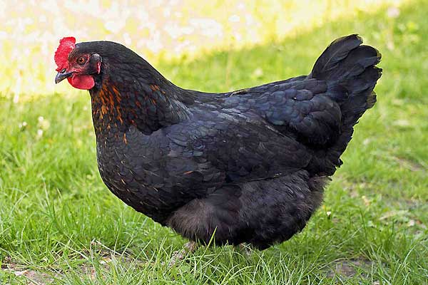 مرغ بومی تخمگذار بلک استار - سپید طیور